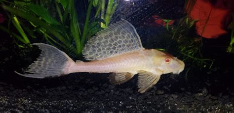 Albino Bristlenose Pleco - Complete Guide To Care, Breeding, Tank Size, And Diseases - The ...