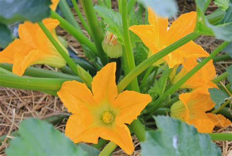 Squash Blossom Farm: Veggie Garden Show & Tell