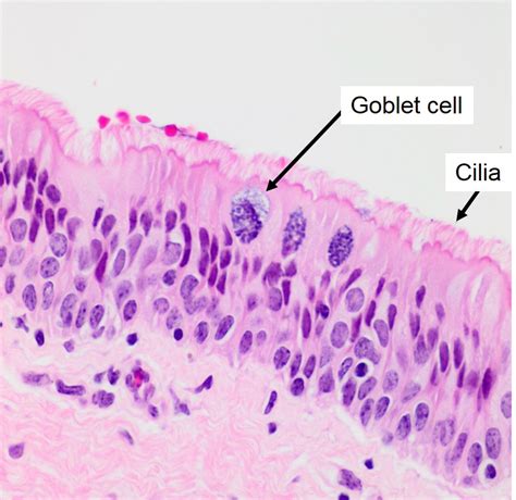 Trachea Histology Goblet Cells