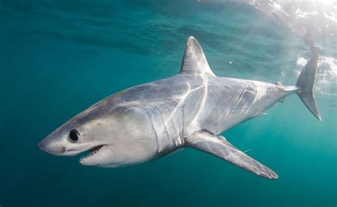 Porbeagle shark still at risk - SharkNewz