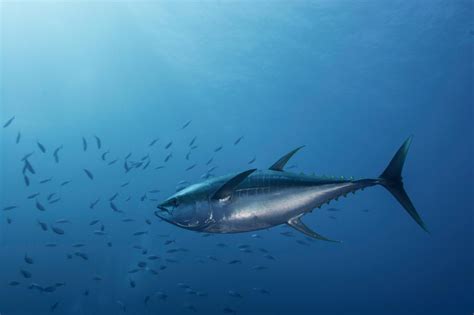 These Tuna Species are No Longer Endangered | Nature and Wildlife | Discovery