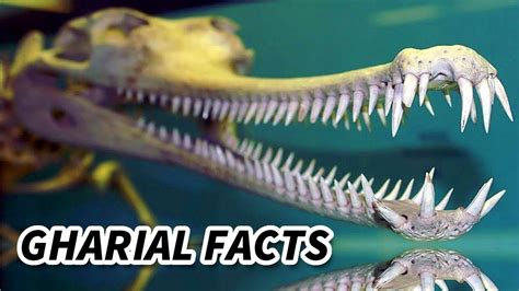 Gharial Facts: the SOUR CROCODILE | Animal Fact Files - YouTube