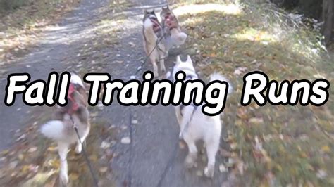 Dog Sled Training Videos Finally Posted | The Thundering Herd