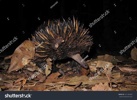 Baby Echidna Wild Stock Photo 161182409 | Shutterstock