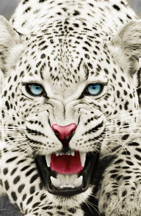 Stunning Big White Spotted Wild Cat - Faxo