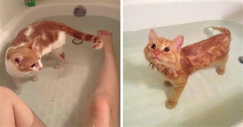 10+ Cats Who Absolutely Love Being In Water | Funny cats in water ...