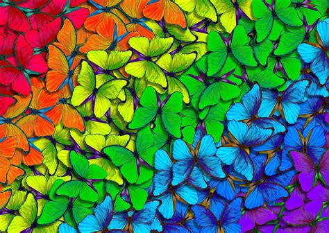 Puzzle Rainbow Butterflies, 1 000 pieces | Puzzle-USA.com