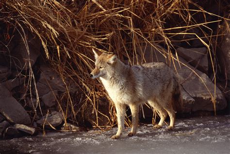 Animals Found in the Catskill Mountains | Getaway Tips