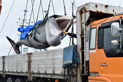 Japan Goes Back To Hunting Whales For First Time In 31 Years | The Daily Caller