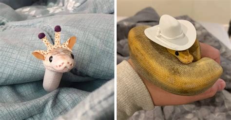 50 Pics Of Adorable Snakes With Hats As Shared In This Online Community ...