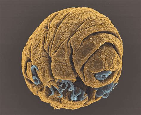 The Life of a Baby Tardigrade | Tardigrade, Animal photo, Water bear