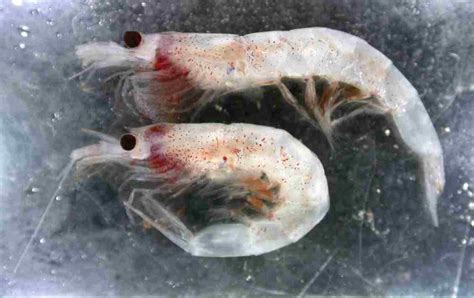 Antarctic zooplankton — Science Learning Hub