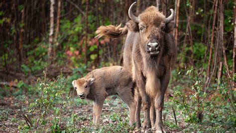 Surprise! First Wild Bison Calf Born In UK For Thousands Of Years ...