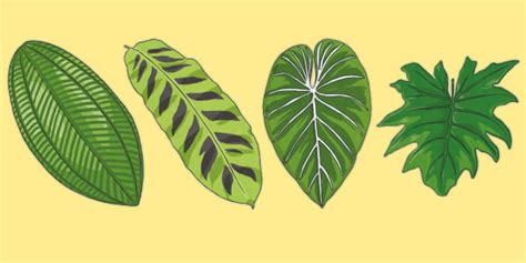 What are the Plants That Grow in the Rainforest? - Answered - Twinkl ...