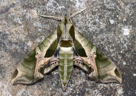 Pandora Sphinx Moth: Identification, Life Cycle, Facts & Pictures