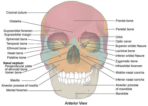 The Skull | Anatomy and Physiology I | | Course Hero