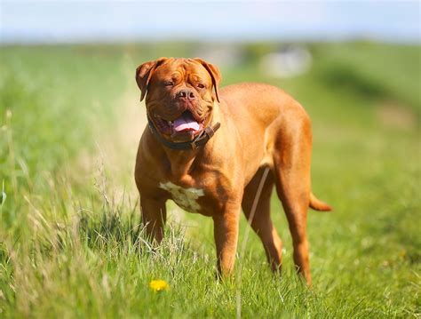 Dogue De Bordeaux Dog Breed: Profile, Personality, Facts