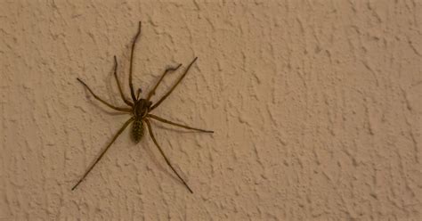 What kind of spider is this? I need an Arachnologist on the scene #replytweet : r/spiderbro