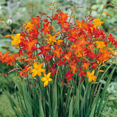 Falling Stars Montbretia - Planting Information - TotalGreen Holland