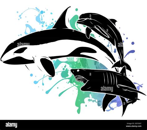 vector silhouette shark killer whale and dolphin Stock Vector Image ...