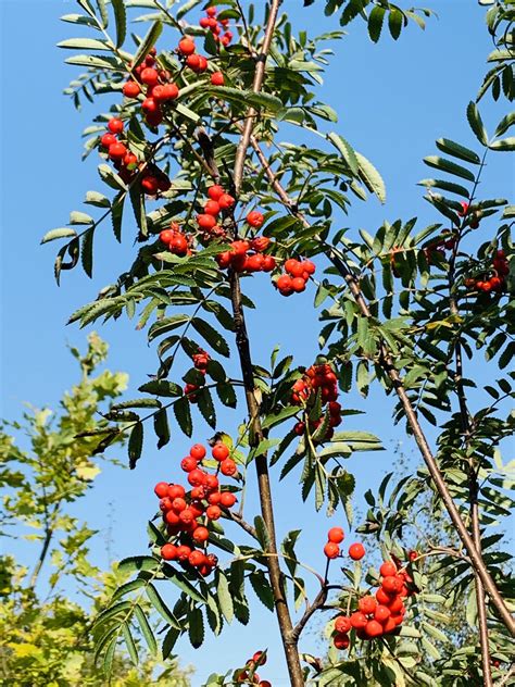 Rowan tree / Mountain ash (Sorbus aucuparia) 2.5m - 3m - Cotswold Trees