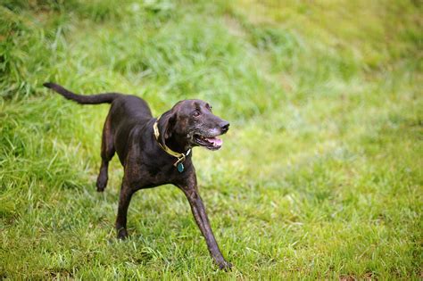 Plott Hounds | Digital Heritage