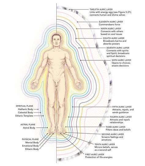 The Human Biofield — Kambo Care