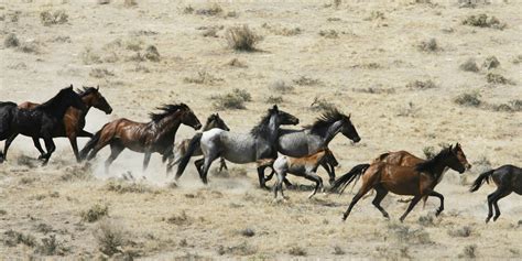 Lethal measures off table for controlling wild horse herds | Williams-Grand Canyon News ...