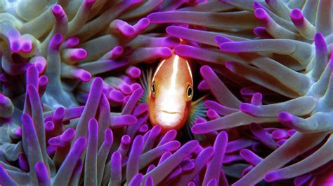 Great Barrier Reef to be Patrolled by Indigenous Rangers