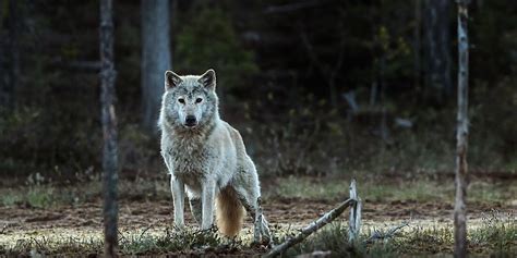 The Norwegian wolf is now extinct - World News & Discussion - FOTP