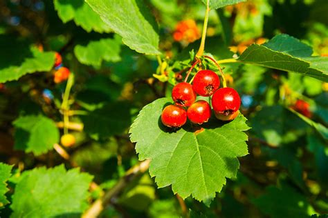 Hawthorn Berries - Featured 3 Photograph by Alexander Senin