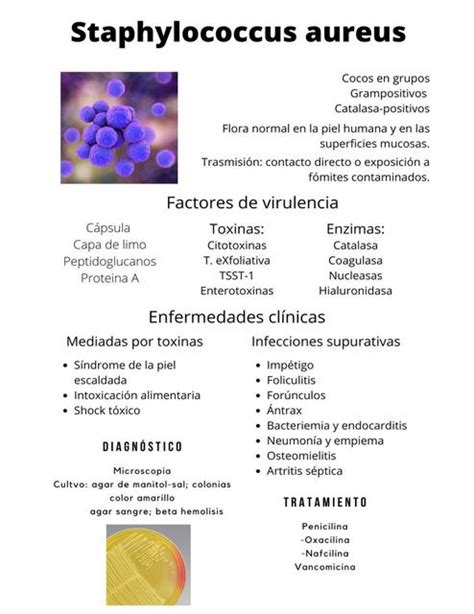 Staphylococcus Aureus | José Angel Gutiérrez | uDocz