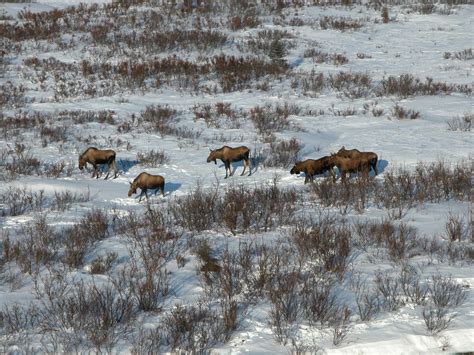 Moose population boom, linked to climate change, inspires some hunting ...