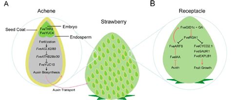 Strawberry fruit structure and a model illustrating the regulatory... | Download Scientific Diagram