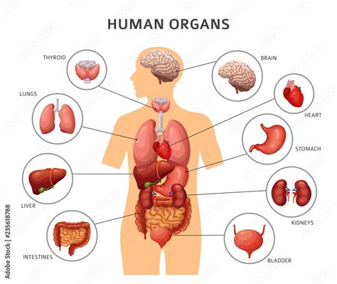 Human body internal organs. Stomach and lungs, kidneys and heart, brain ...