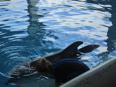 Winter The Dolphin at Clearwater Aquarium in Clearwater, Florida April ...