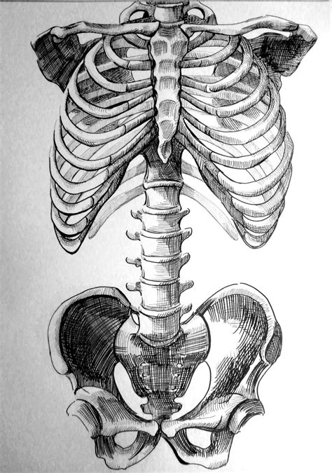 skeleton drawing Google Search anatomy Pinterest Skeleton drawings ...