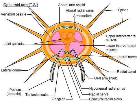 Brittle Star Anatomy