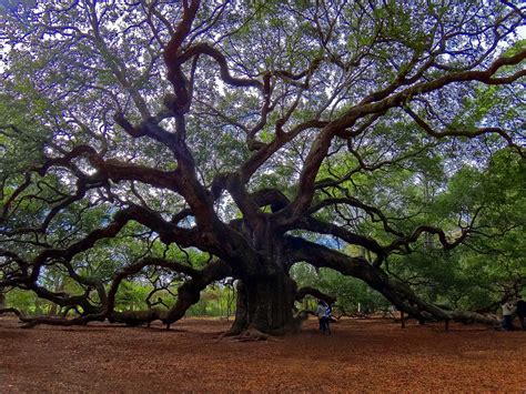 Joe's Retirement Blog: Angel Oak Tree, Johns Island, South Carolina, USA