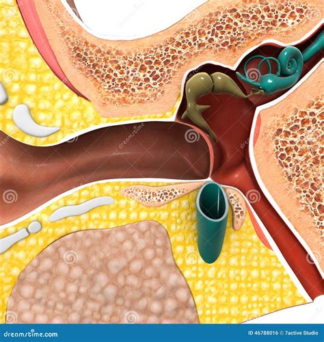 Ear drum stock illustration. Illustration of deaf, realistic - 46788016