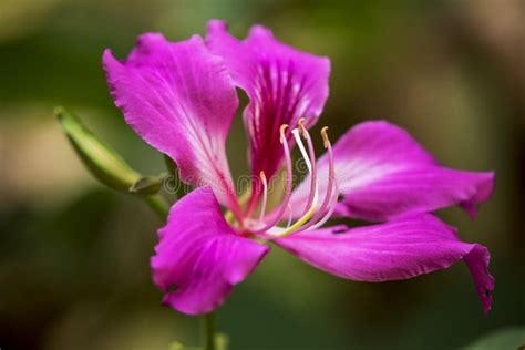 Mandaram Flower Stock Photos - Free & Royalty-Free Stock Photos from Dreamstime