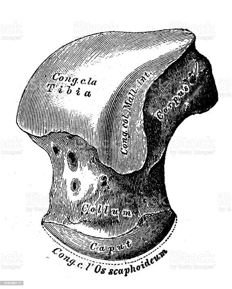 Human Anatomy Scientific Illustrations Talus Bone Astragalus Stock Illustration - Download Image ...