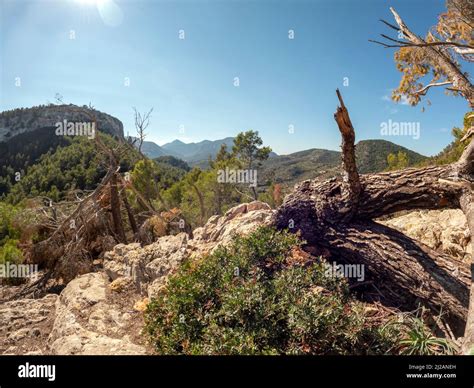 Tramuntana mountain range landscape on the hiking trail between Banyalbufar to Port des Canonge ...