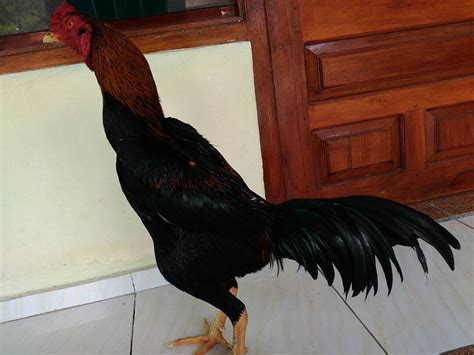 setarbak (SOLD to Malang) ~ Saparifarm Surabaya: Peternak Ayam Aduan, Ayam Birma, Bangkok ...