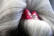 Hair Accessories - showdog.gr