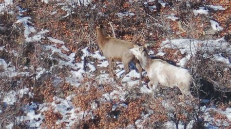 Rare elk spotted in southwest Colorado | 9news.com