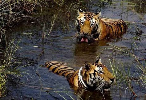 The Great Monsoon Safari - Jim Corbett, Rajaji Tiger Reserve & Jhimil Jheel - Rishikesh Day Tour