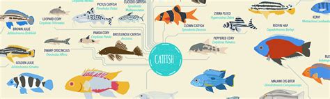 Tropical Fish: List of Species [Infographic]