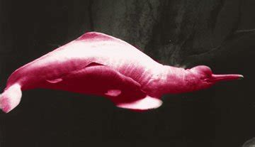 Pink River Dolphin