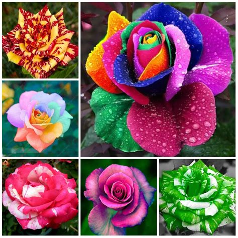 200 pcs rainbow rose flower plants beautiful mix color flower easy to plant bonsai rose tree-in ...